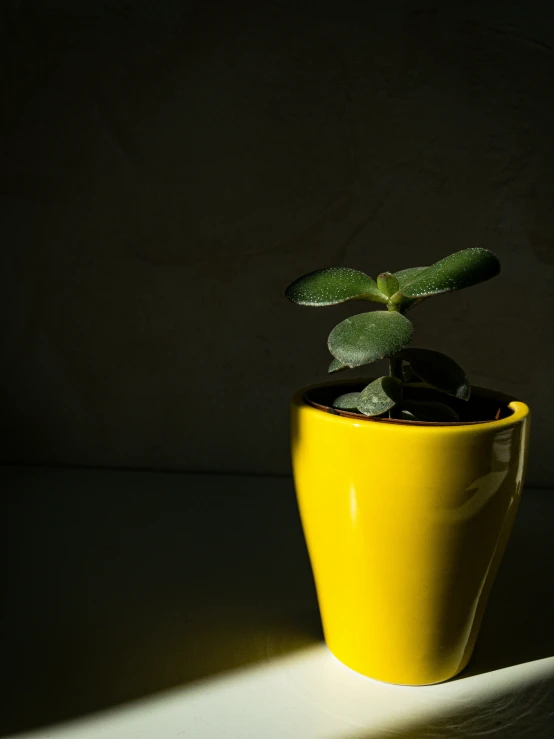 a single plant sits in the middle of a dark room