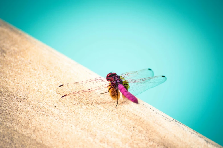 a dragonfly resting on the side of a building