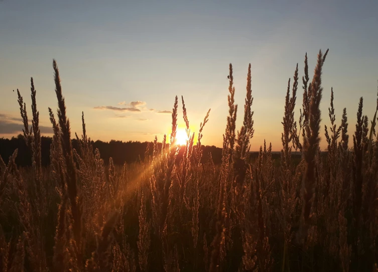 the sun is setting behind tall grasses