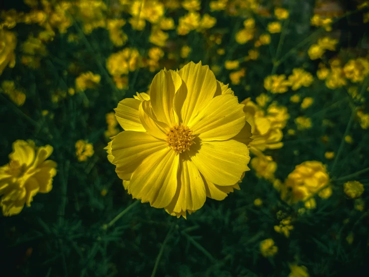 yellow flowers bloom in a field of green grass