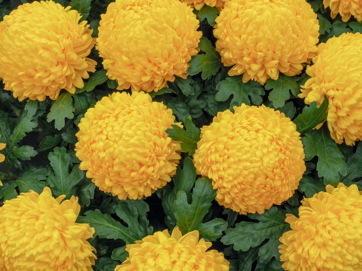 many yellow flowers with green leaves in the background