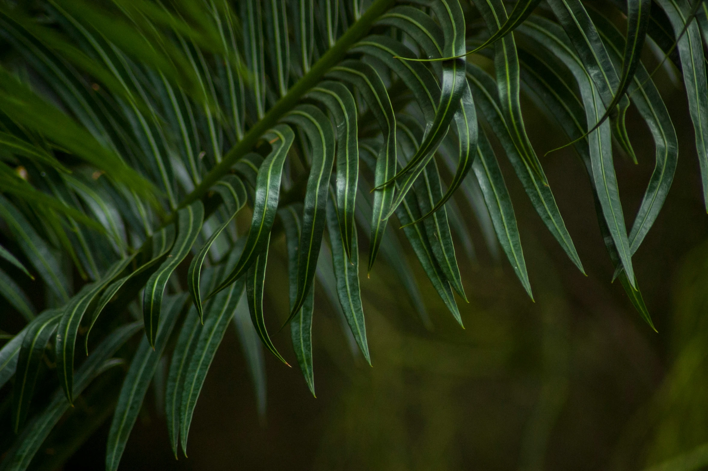 some green plants that are outside with water droplets