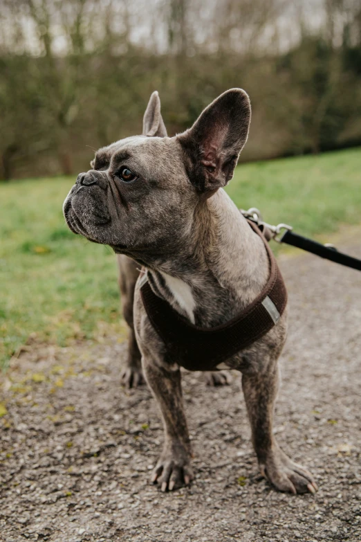 a small, brown and black dog wearing a leash