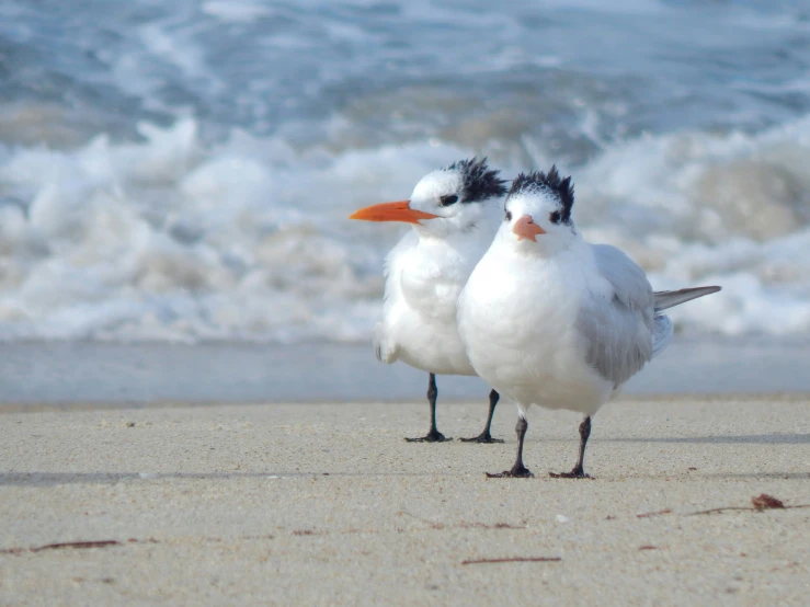two seagulls stand on the sand at the edge of the beach