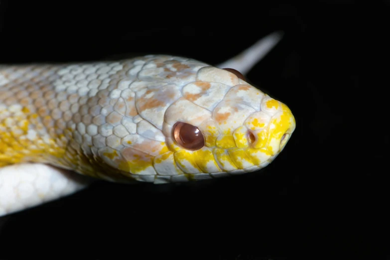 the head and back of a snake is seen in this pograph