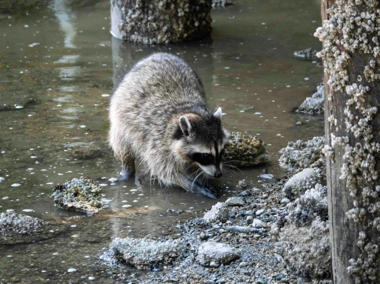 a rac that is standing in a pond and eating