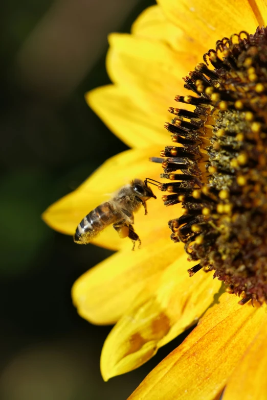 a honeybee on top of a sunflower with a blurry background