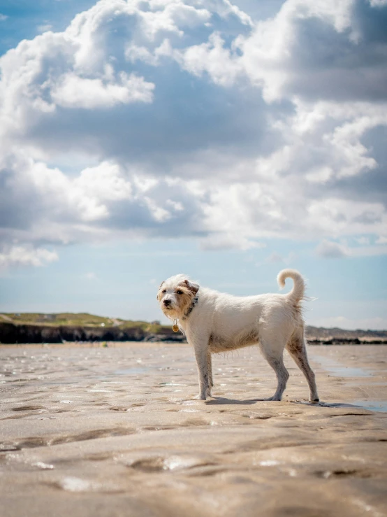 a white dog standing on a sandy beach