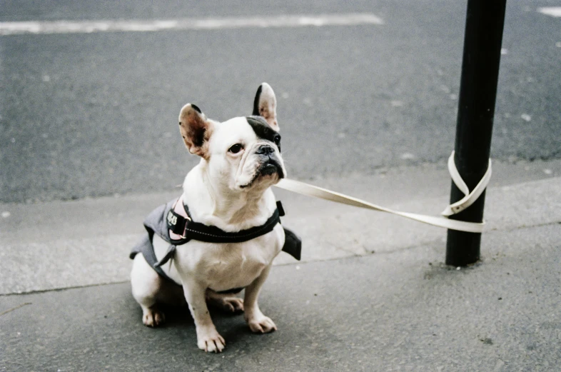 a dog with a harness and leash tied to a pole