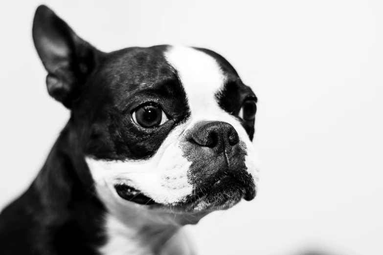 a close up of a small black and white dog