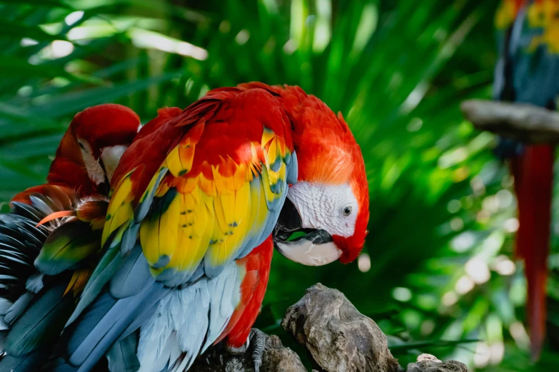 an assortment of colorful birds are on display