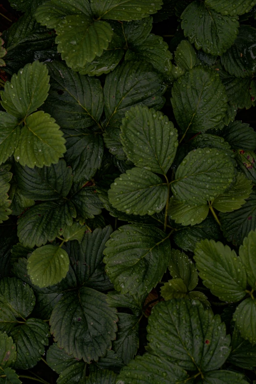 a large leafy plant with lots of green leaves on it