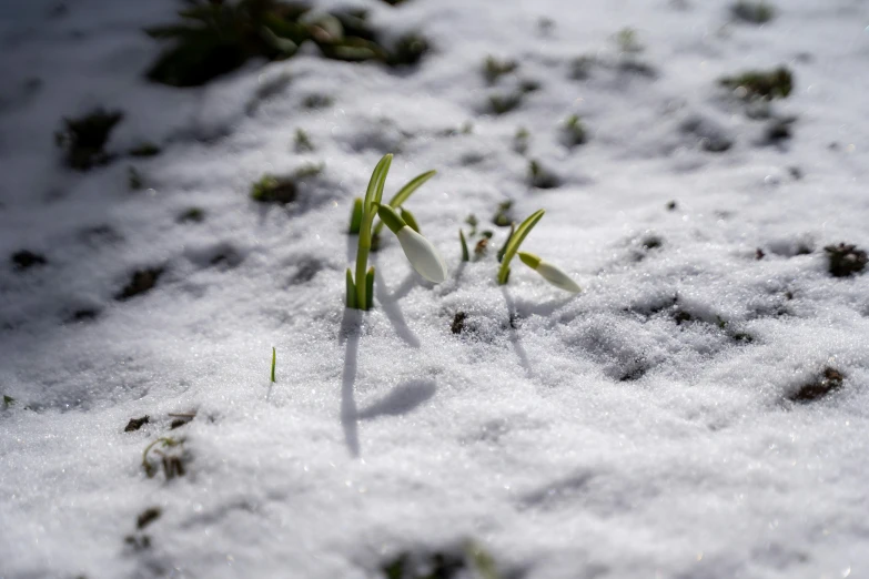 small plants sprouting from the snow covered ground