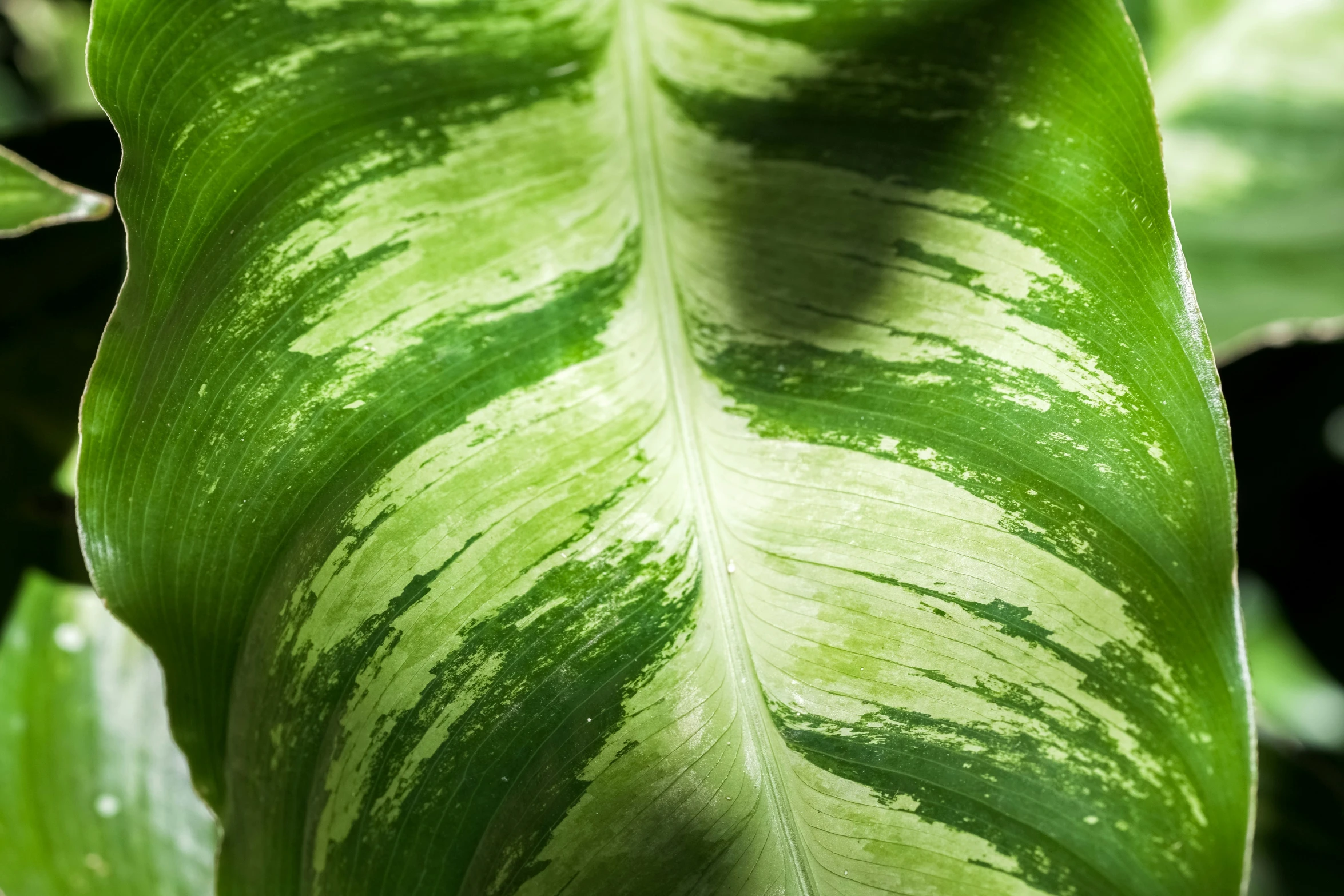 close up of an green leaf with brown spots