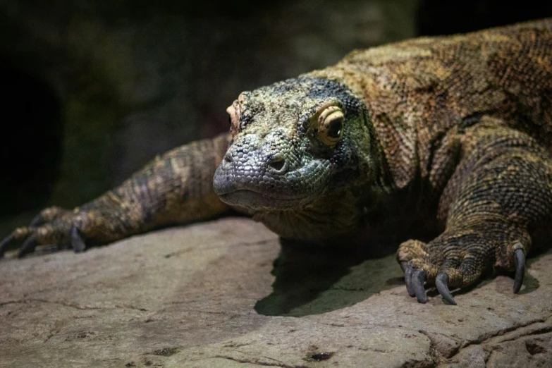 there is a large lizard that is laying on a rock