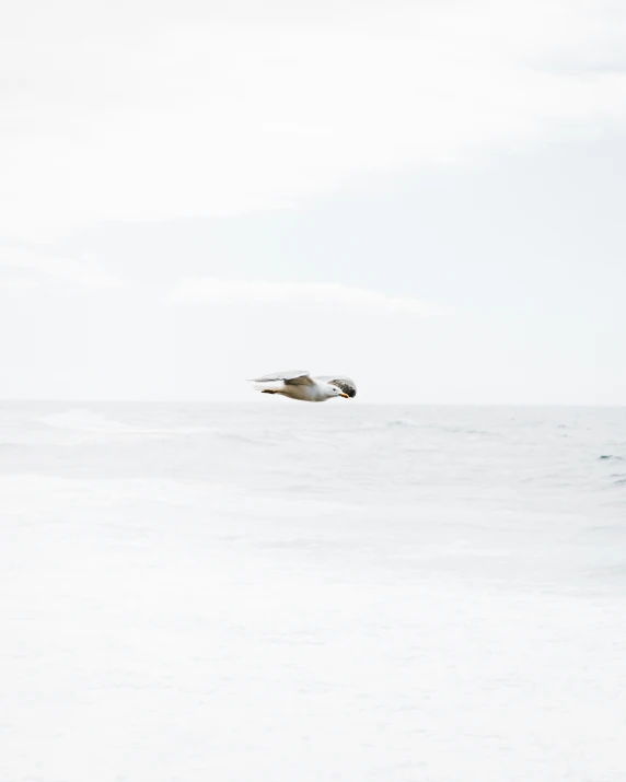 a white bird flying over the ocean in winter