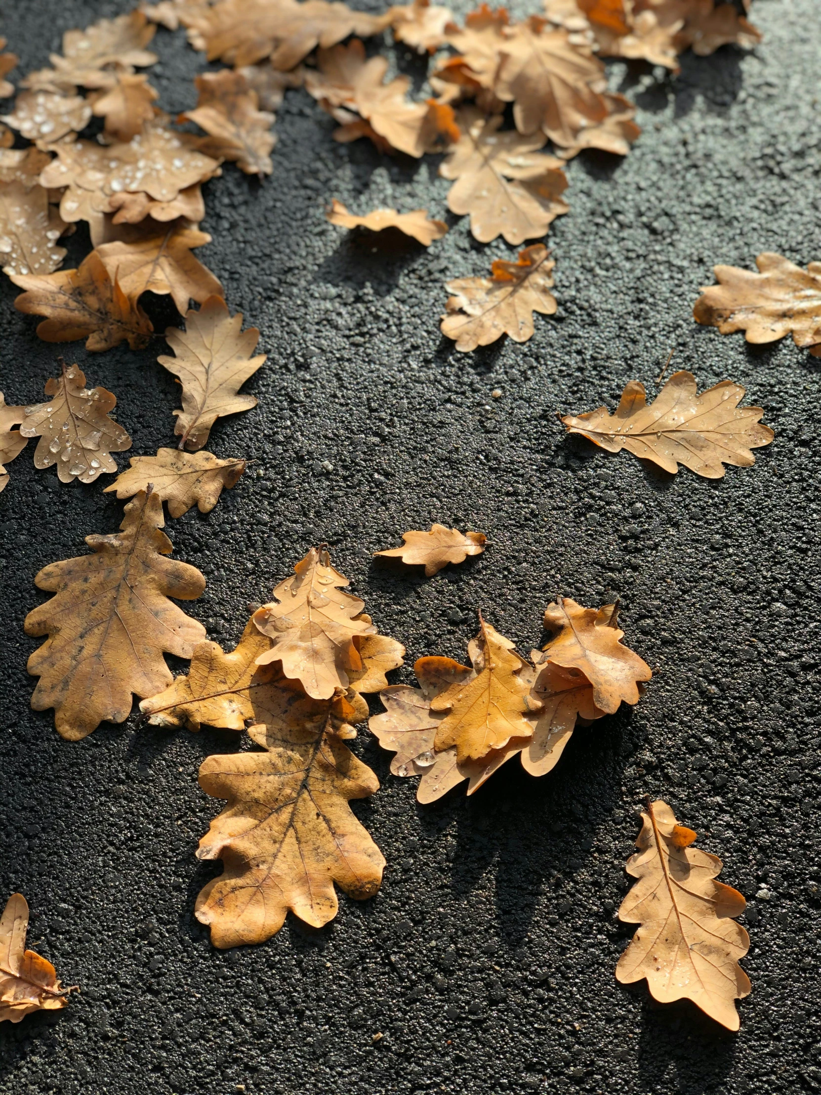 the leaves are floating in the water on the ground