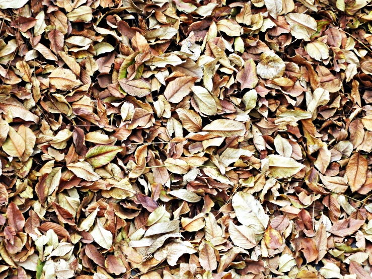 a pile of dry leaves in some sort of soil