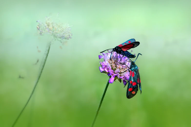 some red and green bugs on a flower