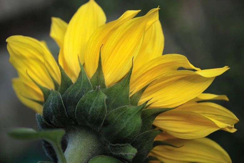 a close up of a sunflower that is very large