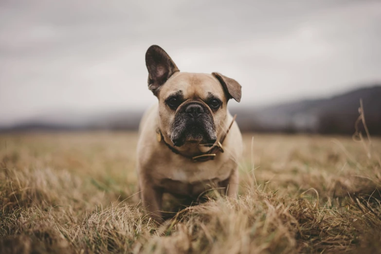 a pug dog is in a field with grass