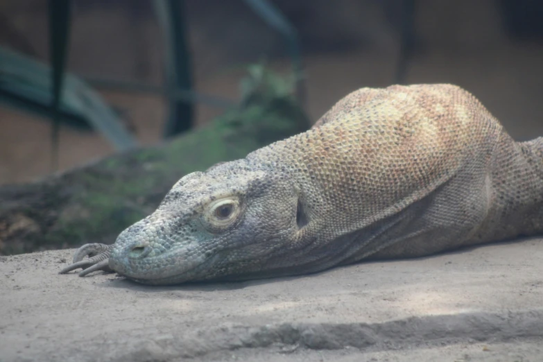 an animal that is laying down on the ground