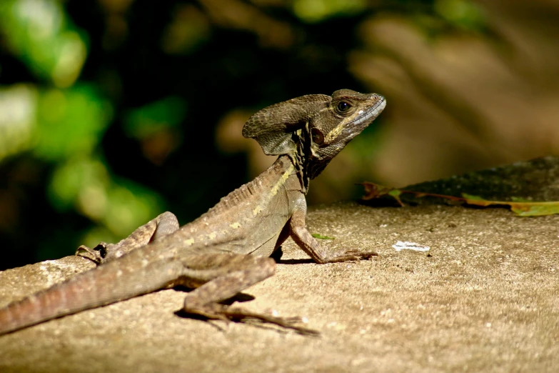 a lizard is sitting on a ledge with his head toward the ground