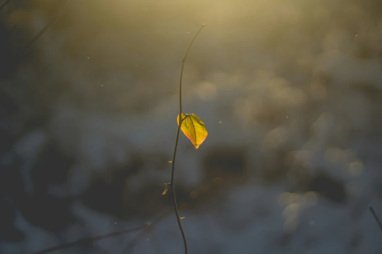 this is a single yellow leaf on a nch in the evening