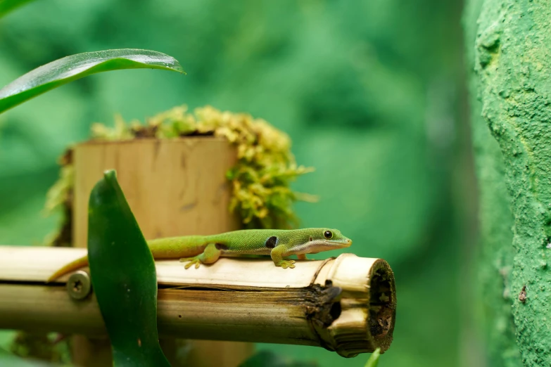 a small lizard is walking across a bamboo log