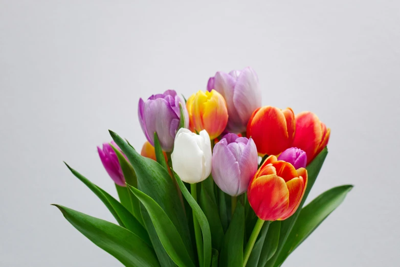 multicolored tulips sitting in a white vase