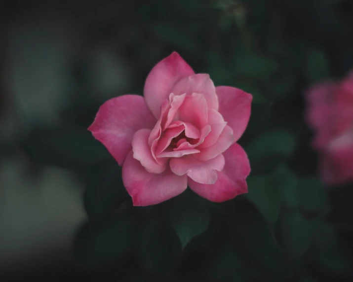 a close up view of a pink flower