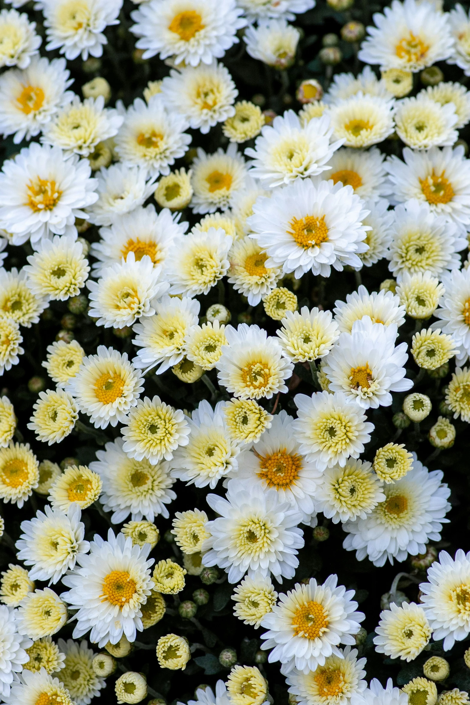 a large bunch of daisies sit together in the grass