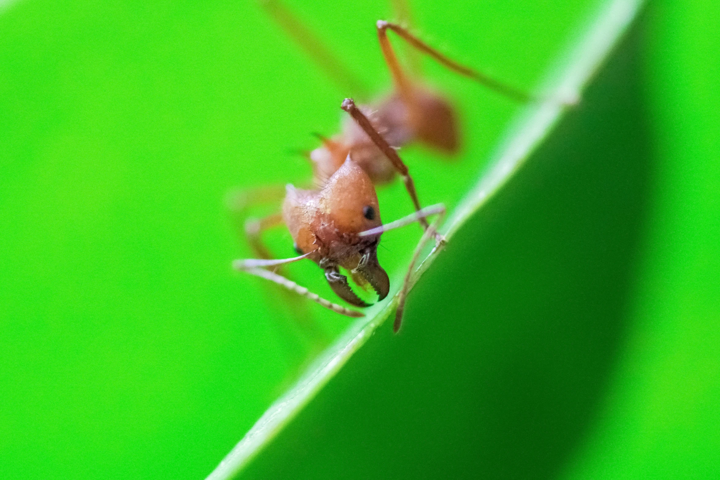 an ant bug crawling on a green leaf