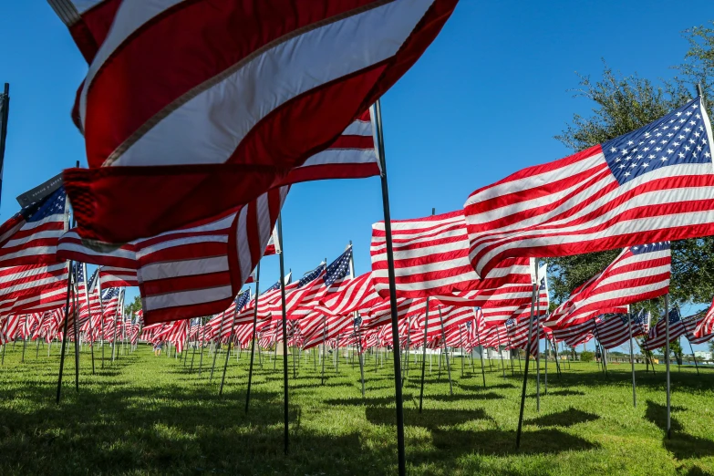 many american flags are being displayed near each other