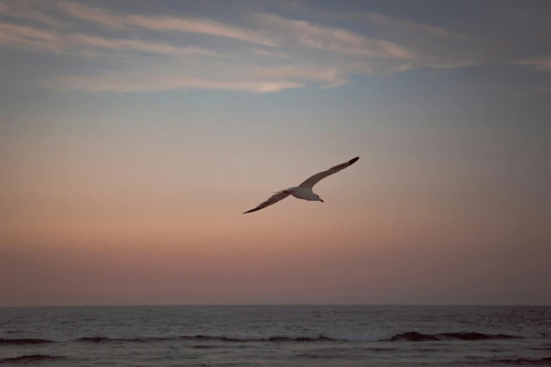 a seagull flying over the ocean on a sunset