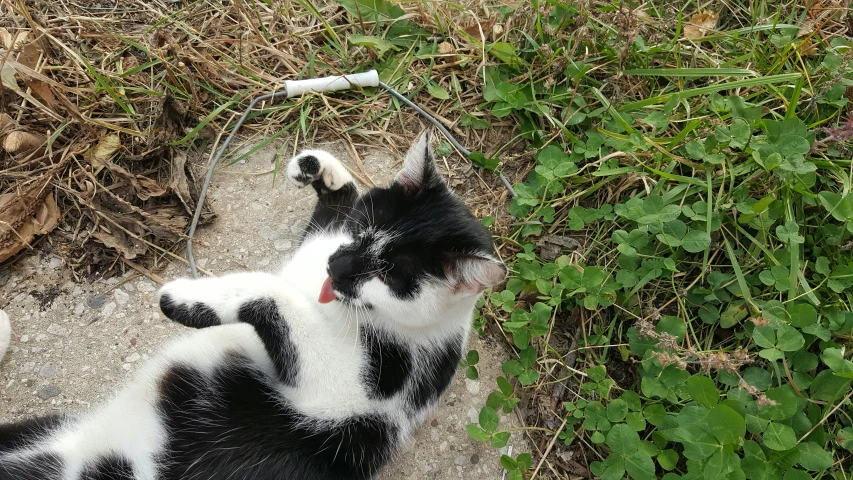 a cat laying on its back in the grass