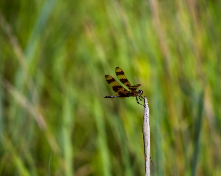 a dragonfly resting on top of a leaf in the wild