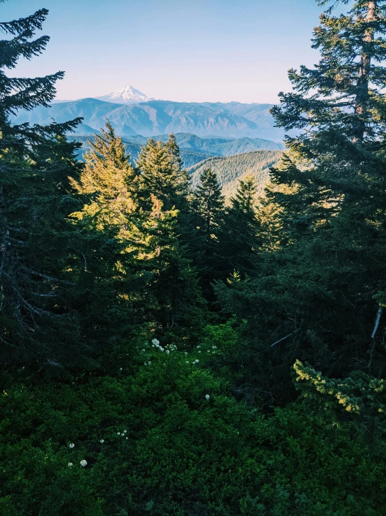 some trees mountains and a clear blue sky