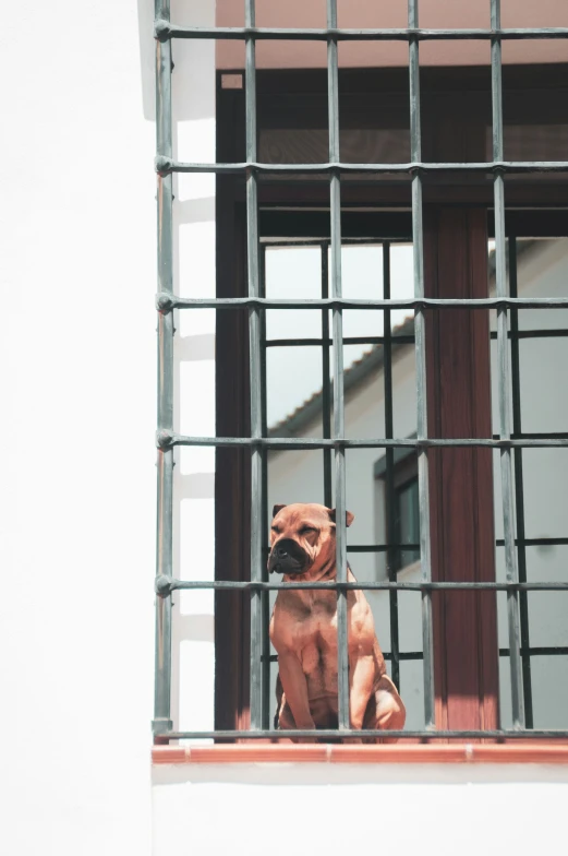 a dog sits behind bars on the ledge of an apartment