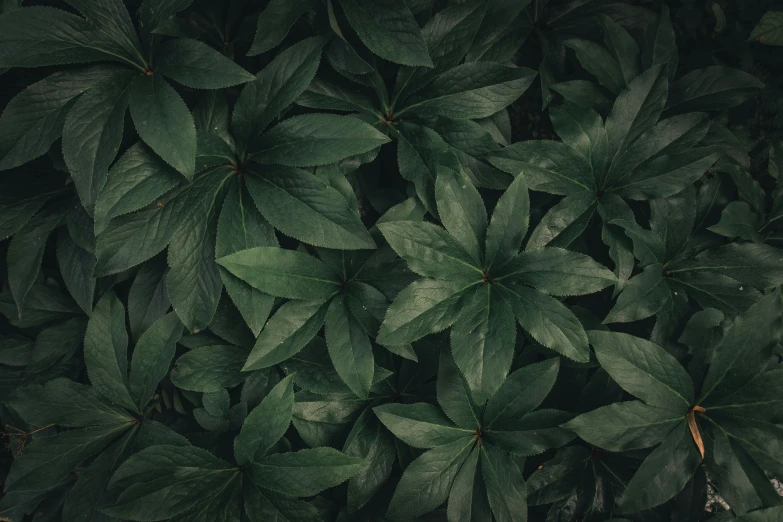 dark green leaves grow above a wall