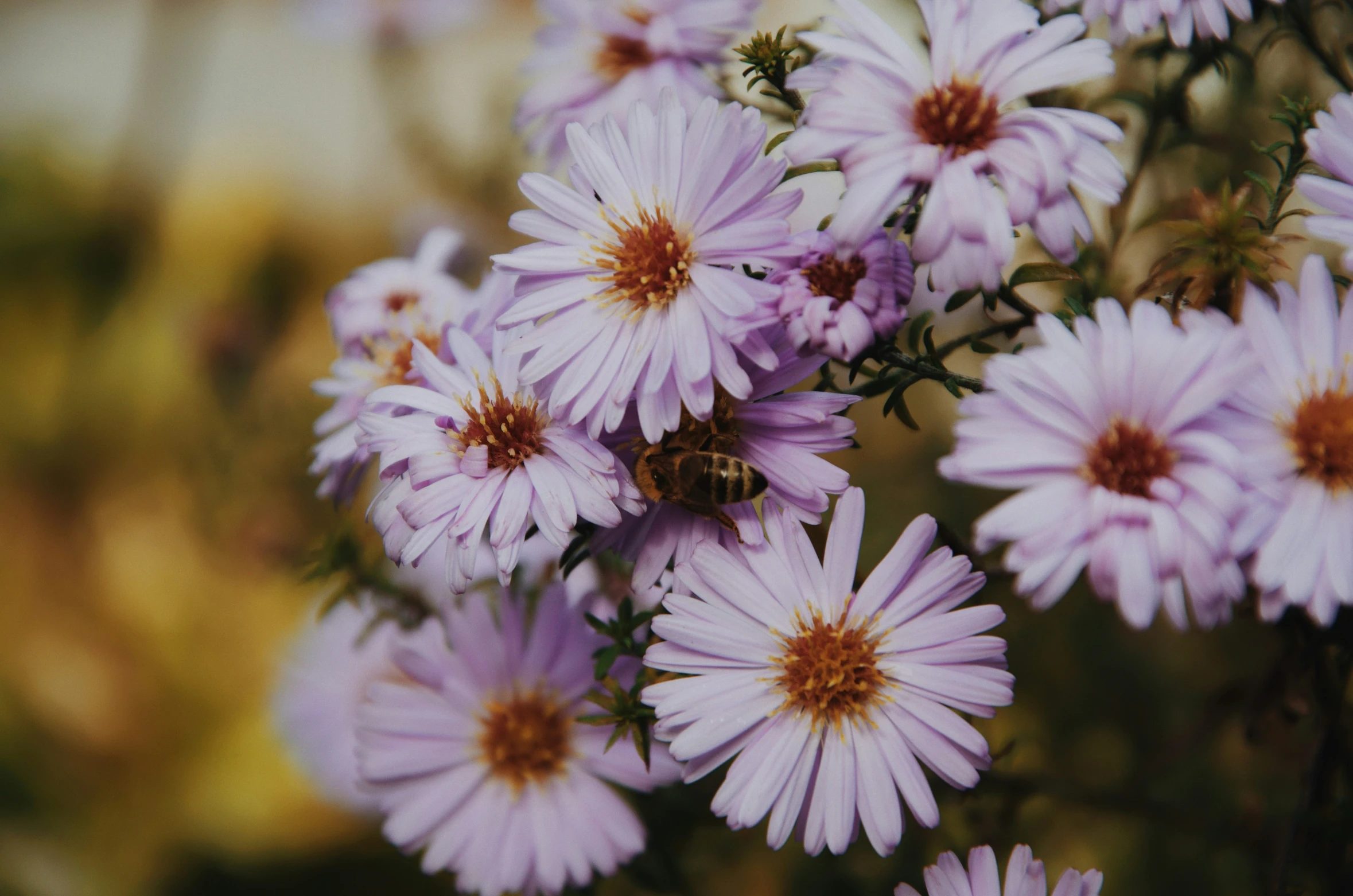 a bug is sitting on a bunch of purple flowers