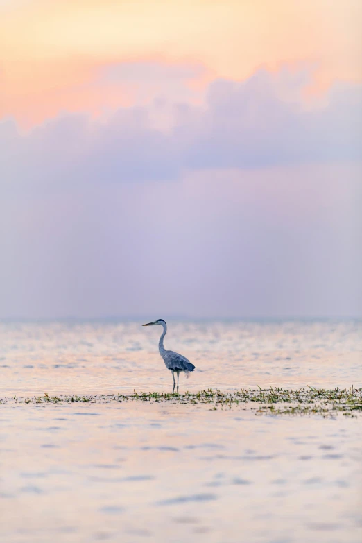 the bird is wading in the shallow water