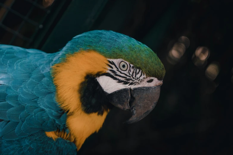 a close up po of a blue and gold macaw