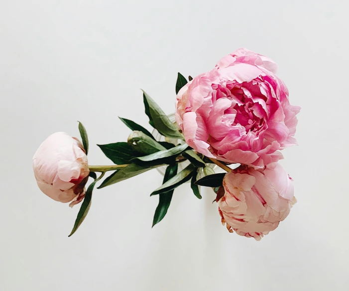 two pink peonies with leaves are in a white vase