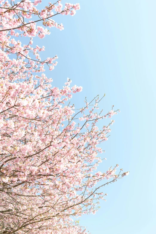 a picture of a park with trees that blossom in the sun