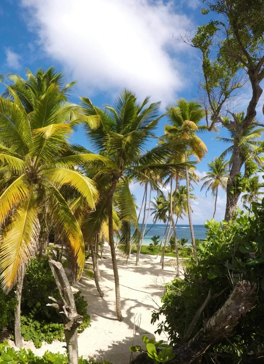 a sandy beach with palm trees surrounding it