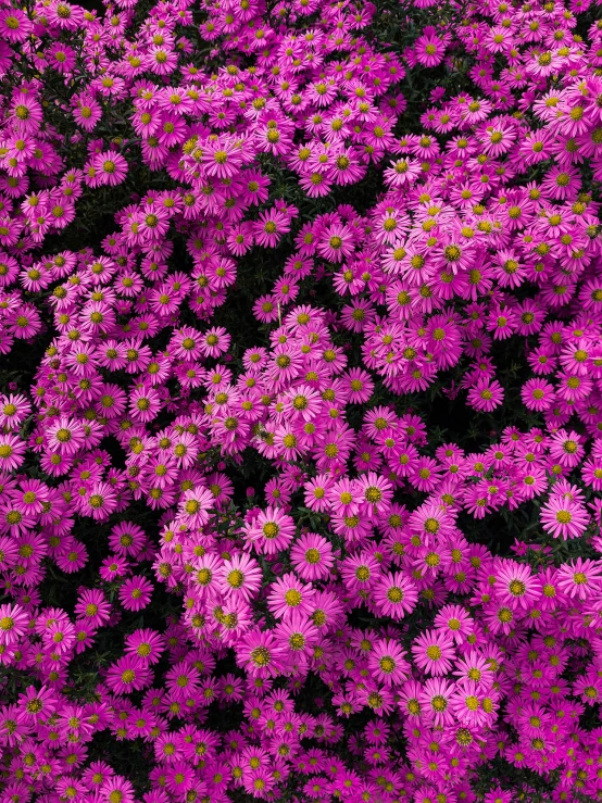 purple flowers in the middle of the floor with a blue sky in the background