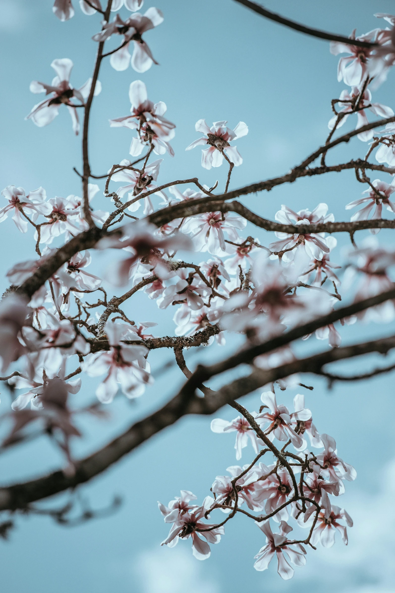 pink flowers on the top of a tree