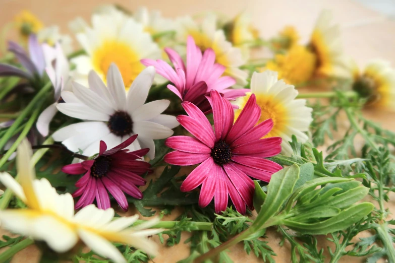 many different colored flowers sitting on top of green leaves