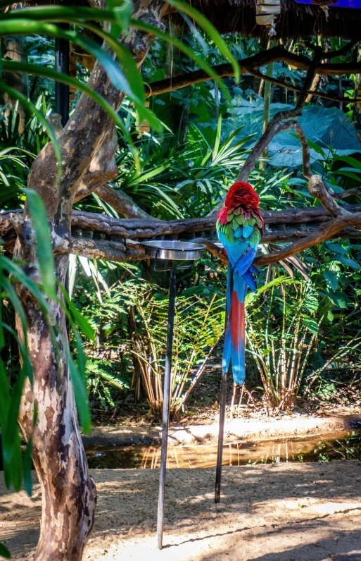 a bird in a colorful costume on some poles